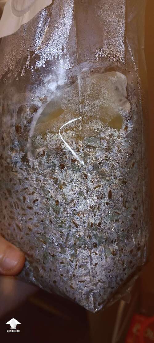 Grain spawn inoculated with agar and now 100% trich here right?