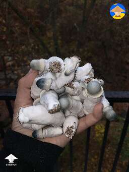 Lunch time with APE mushrooms #2