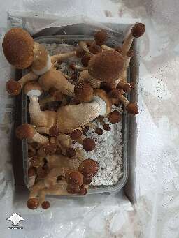 Golden Teachers growkit fruiting
