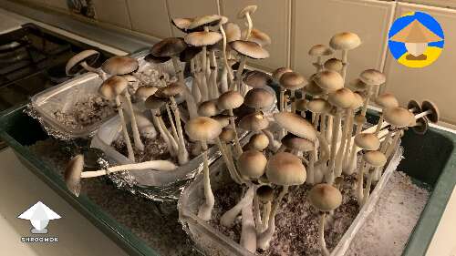 Cubensis Koh Samui mushrooms - harvested a little too late, still great tho #2