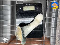 Baby Penis Envy mushroom 107 grams