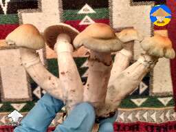 More Hillbilly pumpkin shrooms