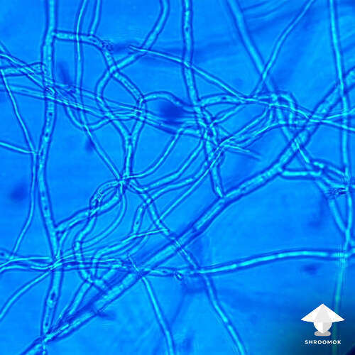 Mycelium threads under microscope