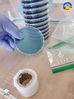 I made and poured my first agar