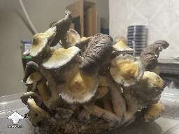 Leucistic blue magnolia rust mushroom growing