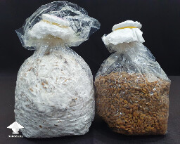 Colonized whole unpeeled rice - Reishi vs Lions Mane - Reishi growing diary