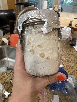 Wondering if these spawn jars are contaminated or if it could be normal for spawn to bulk