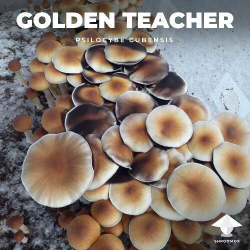 Golden teacher monotube