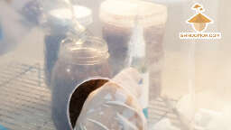 Grain to grain mycology