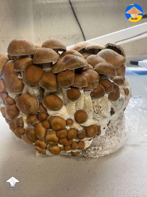 Hillbilly cubensis mushrooms - bag tek - this was a fun one to harvest