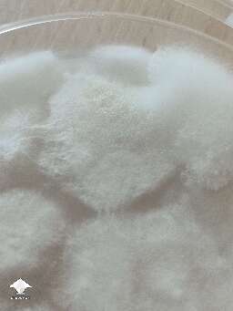 Fluffy mycelium growth on agar. Healthy or contamination? #2