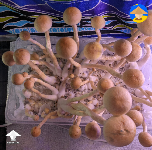 This is leucistic Cubensis Albino A+ strain