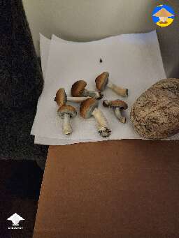 Second flush of golden teachers #2