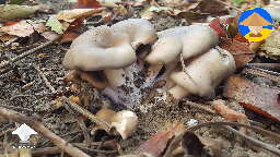 Oyster mushroom survived in a pit in my yard