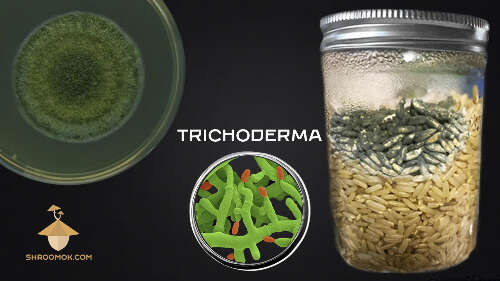 Trichoderma viride and psilocybe