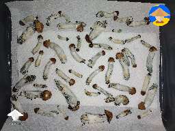 First grow and first harvest of Hillbilly mushrooms