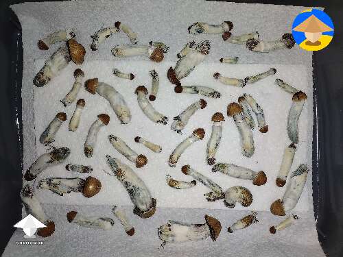 First grow and first harvest of Hillbilly mushrooms
