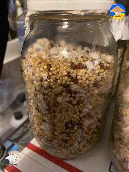 I have done some WBS grain for spawn
