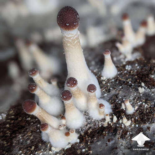 Fuzzy feet in mushroom cultivation