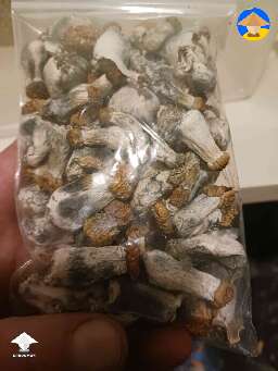 Dry Hillbilly mushrooms ready for storage