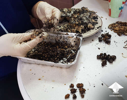 How to harvest magic truffles