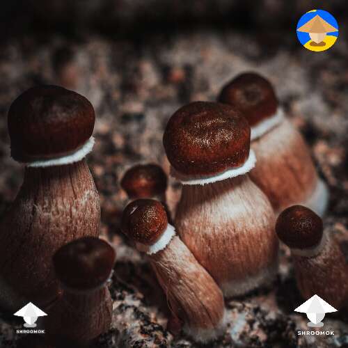 Golden Teacher magic mushroom photoshoot #4