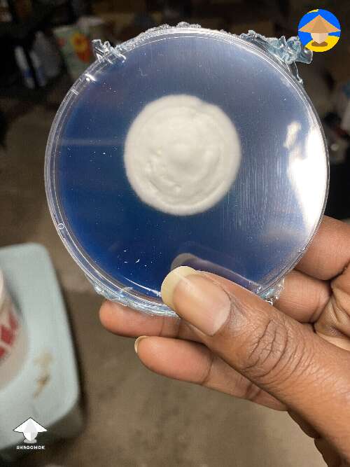 I have questionable agar plates. Good to go or is there something wrong? #3