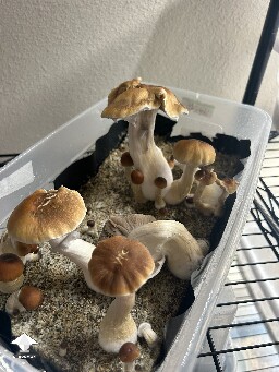 Dried signs of bacterial blotch on caps