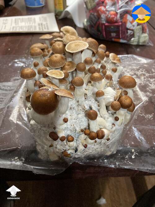 I think these are Cubensis B+