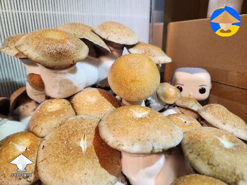 Hillbilly pancake mushrooms