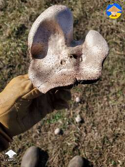 Found these mushrooms. Anybody know what is this? #3