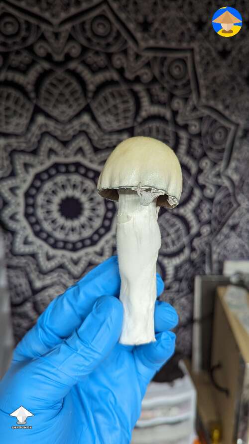 Bluey Vuitton mushroom