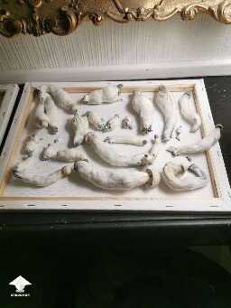 APE mushrooms - first flush ever