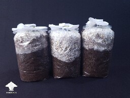 Antler Reishi - fruiting blocks 14 days after Spawn to Bulk - Day-to-day growing diary