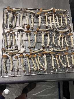 Nice little Ecuador mushroom flush and harvest