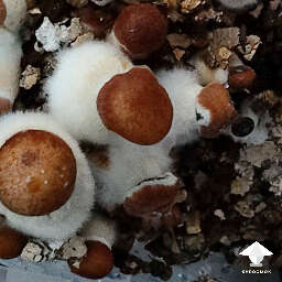Fuzzy stems in mushroom growing