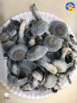 TAT Ghost magic mushrooms