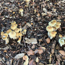 Psilocybe cubensis in the forest how to bury wasted mushroom cake