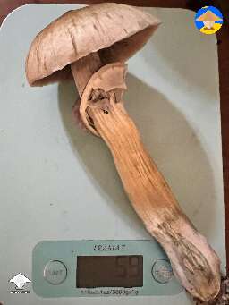 Cubensis B+ cultivation