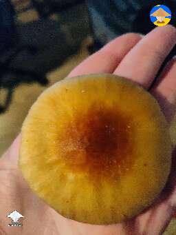 Sunny KSSS shroom cap