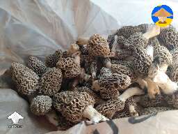 Morel mushroom hunting
