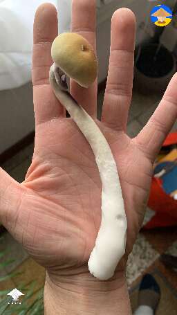 Magic mushrooms fruting #3