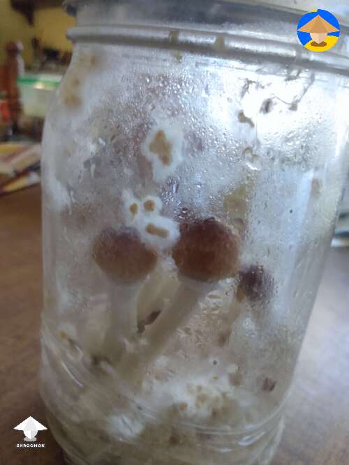 Luminous Lucy shrooms fruiting in jar