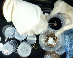 Grain to Agar - Reishi growing diary