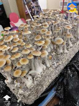 Cubensis Koh Samui 2nd flush FROM MSS
