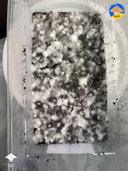 Here are some Panaeolus with casing layer