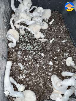 My farewell to Albino Averie's mushroom growing - every single grow I have done with Averys Albino gotten trich contamination