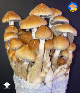 Cascadian Teacher mushrooms