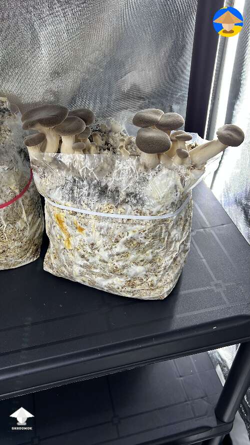 Eringii aka King oyster mushrooms growing in my garage
