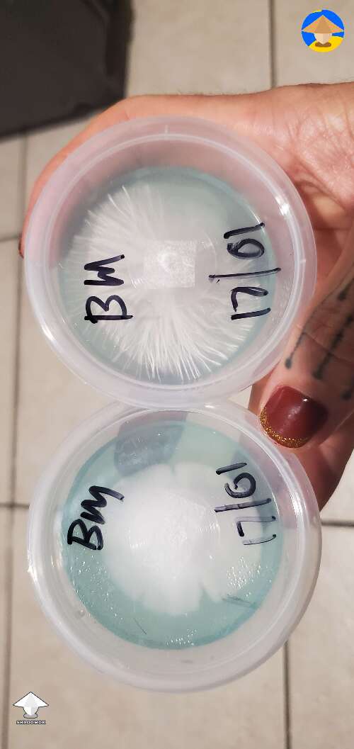 Mycilium is weird, both these plates were transferred from same plate and have different growth pattern